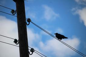 bird on electric cables near the pole