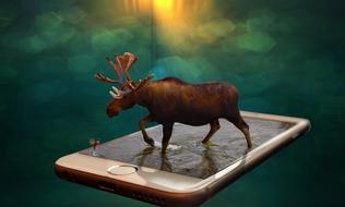 fantastic image of elk on smartphone