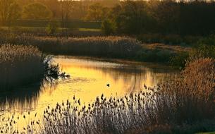 Beautiful landscape of Elbe River, among the colorful reed, at colorful sunrise