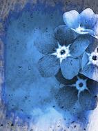 Beautiful drawing of the blue and white forget-me-not flowers at blue background