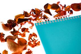 autumn leaves and turquoise notebook