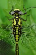 Macro photo of green Dragonfly Insect