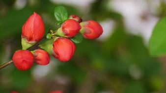branch with red buds on a blurred background