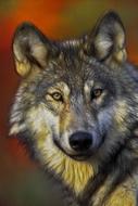 photo portrait of a gray dangerous wolf