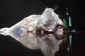 reflection of a sleeping cat on a glass table