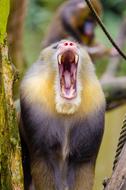Mandrill close up on blurred background