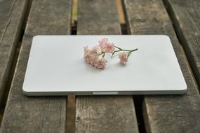 Beautiful, pink and white flowers on the white laptop, on the wooden surface