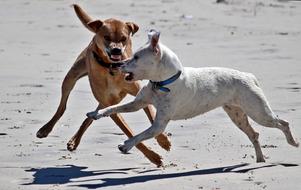 two Dogs Play on Beach