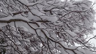 Winter background, Snow on Tree branches
