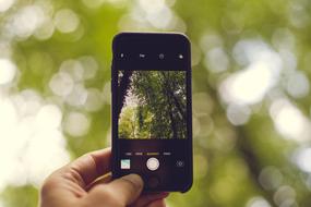 nature on the screen of a black smartphone in hand on a blurred background