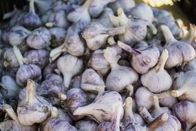 Garlic bulbs in pile