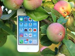 Apple phone on a branch with fruit