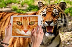 Cute cat photo on the white tablet in the hands, near the beautiful tiger