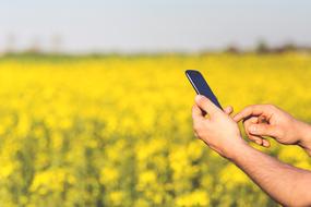 Person, using smartphone on the beautiful field with yellow flowers