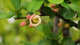 Close-up of the beautiful and colorful, blossoming plum flowers, with the green leaves