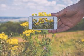 man on smartphone photographs yellow flowers