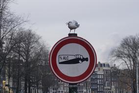 Seagull Bird on Sign