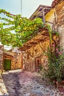 grape vine on trail at wall of old stone house, Cyprus, Lazanias