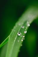 raindrops on a green leaf of grass close up