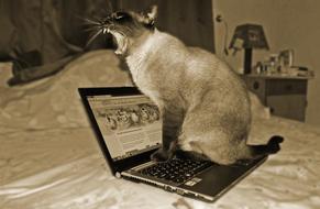 Cat sitting on Laptop