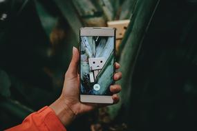 Person, taking a photo of the cute Danbo, among the green plants, on the smartphone