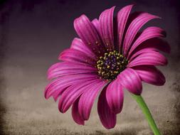 purple gerbera on a background of sand, close-up