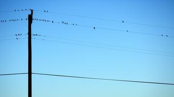 Close-up of the telephone wire, with the birds perched on it, at beautiful blue sky on background