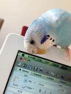 cute Young Parakeet perched monitor and looking at screen