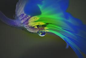 macro photo of dripping water flower blossom