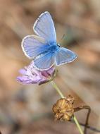 Beautiful, blue and white Polyimmatus Icarus butterfly on the violet and white flower