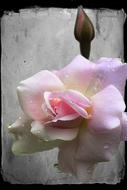 Close-up of the beautiful and colorful flower, at vintage background, in light