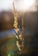 dry grass spike at blur background