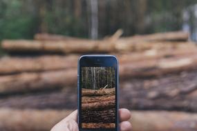 smartphone in hands on the background of a blurred forest