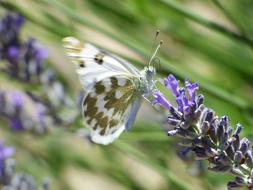 Butterfly on Wild Flower Lavender