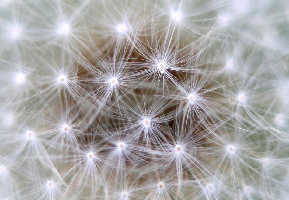 white dandelion seeds