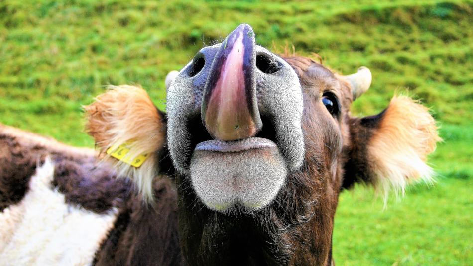 Language Cow Pasture