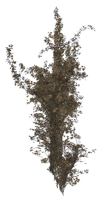isolated tree ivy drawing