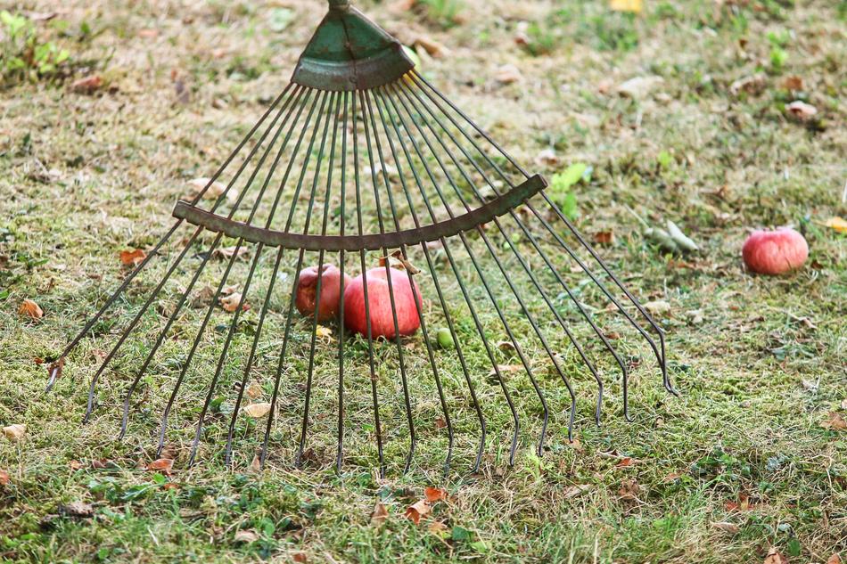 Computing colorful fruits, with the rake, on the grass