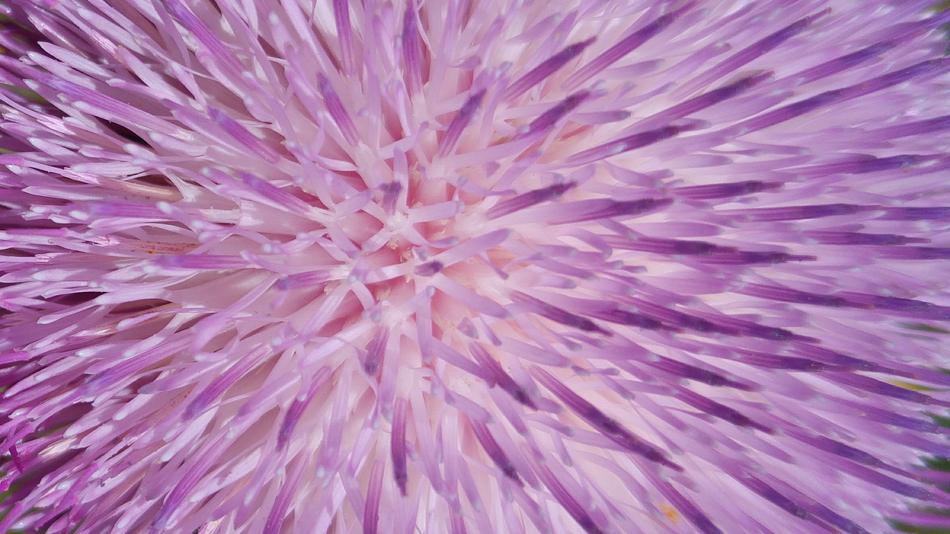 purple background with patterns close-up