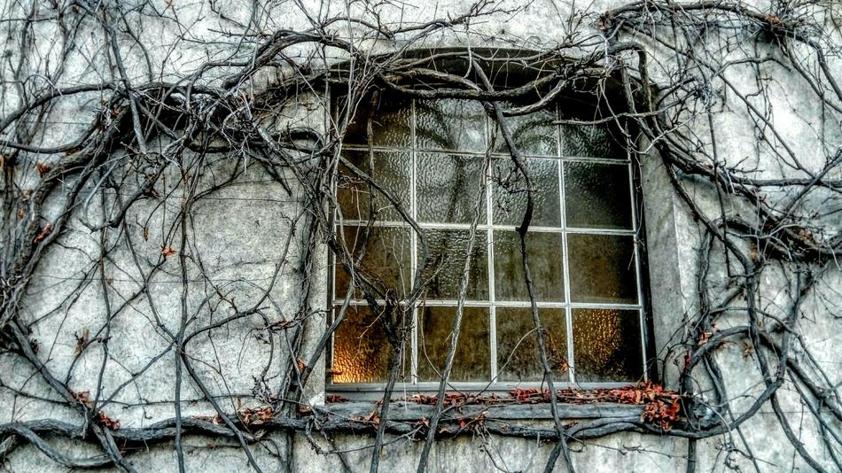 Old Window branches