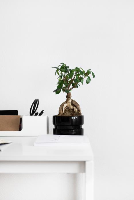white Notebook and Plant