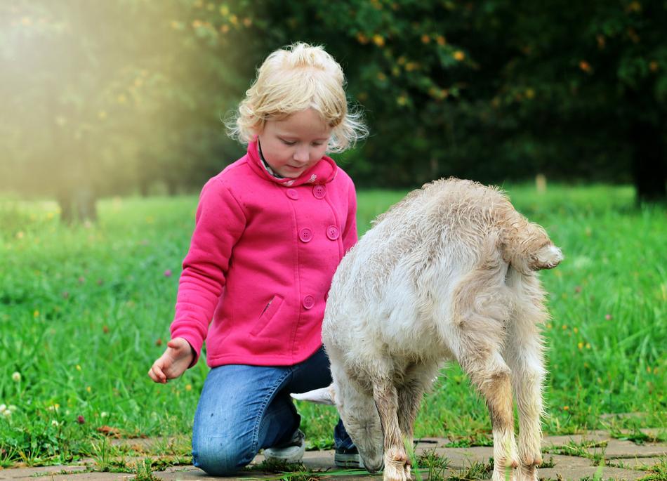 child next to the goat in the park