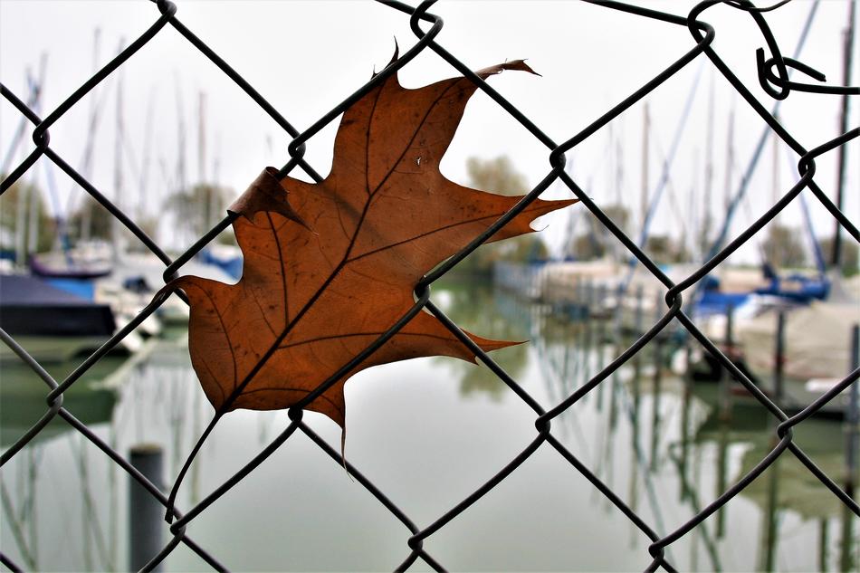 The Moat Wire Fencing with Dry leaf
