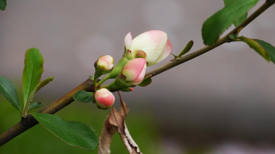 Plum flowers in Nature