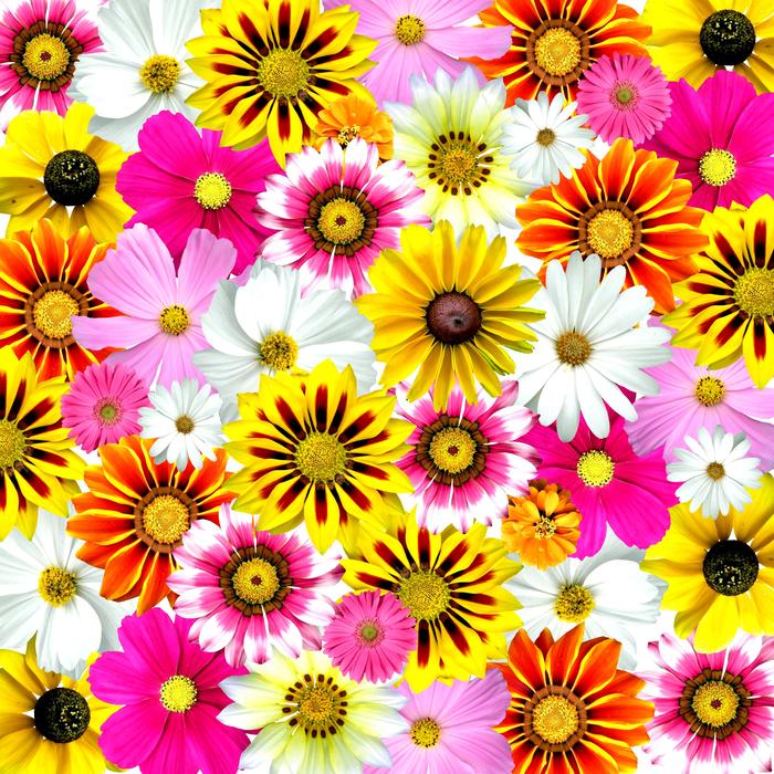 Flowers Colorful Summer as background