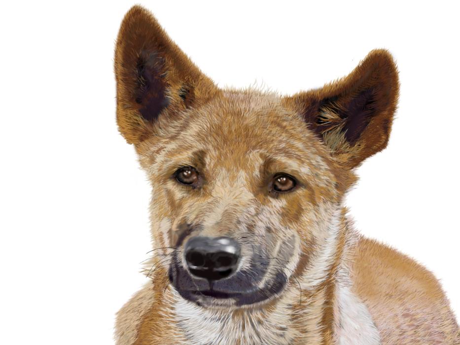 digital, brown dog on white background