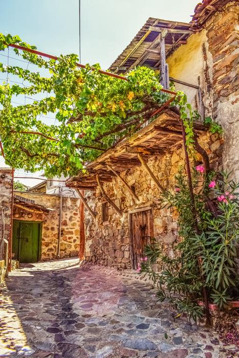grape vine on trail at wall of old stone house, Cyprus, Lazanias