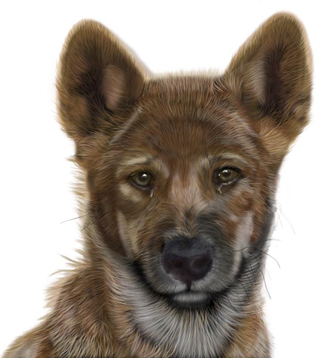 photoshop painted dog