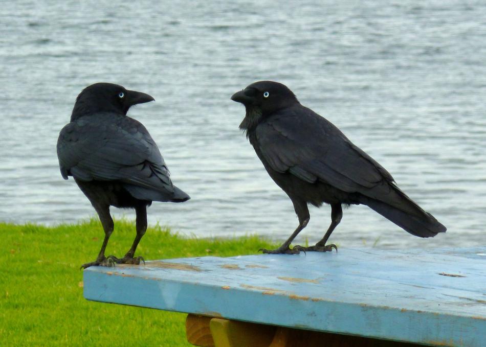 pair of black crows near the water