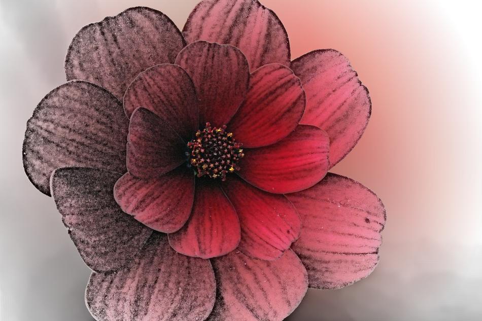graphic image of a rose bud